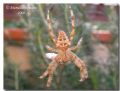 Araneus diadematus